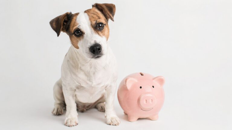 Assurance chien pas cher : comment protéger votre compagnon sans se ruiner