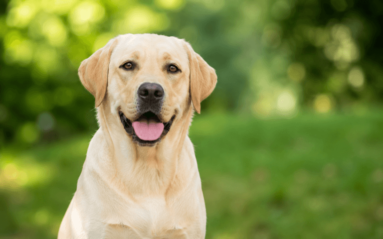 Choisir une assurance pour son chien