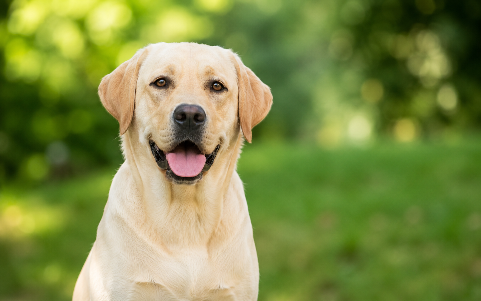 Comment choisir une assurance chien