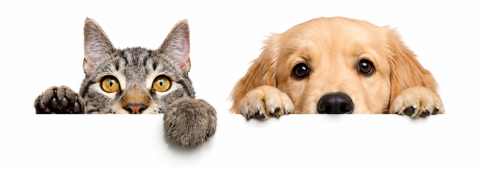 Guides assurance animaux