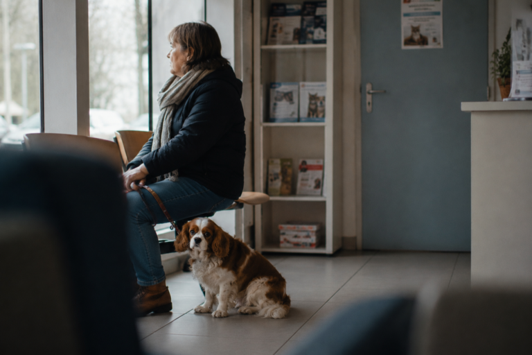 Assurance Cavalier King Charles : quelle mutuelle pour une race fragile ?