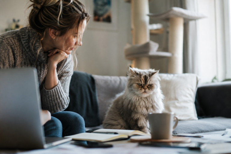 Assurance chat de race : quelles garanties pour les races fragiles ?