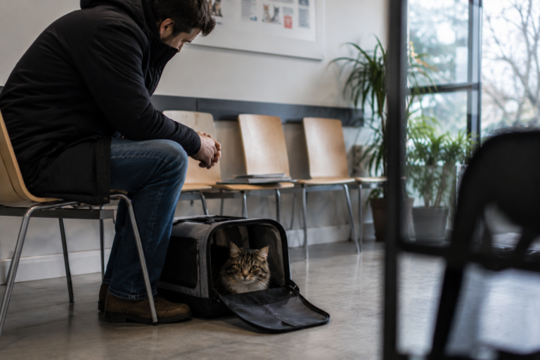 Assurance chat malade : peut-on encore le faire assurer (et est-ce que ça vaut le coup) ?