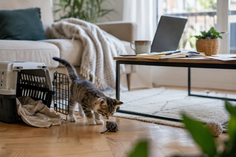 Assurance chaton : à quel âge souscrire et quelle formule choisir ?