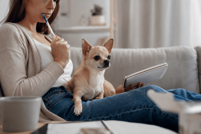 Assurance chihuahua : quelle mutuelle choisir en 2026 ?
