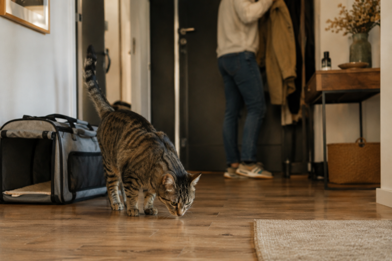 Assurance santé chat : comparatif des meilleures mutuelles en 2026