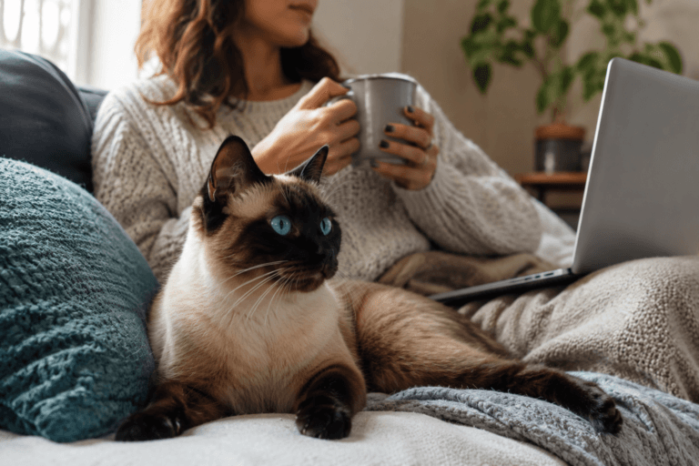 Assurance chat Siamois : tarifs et garanties adaptées