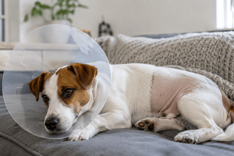 Stérilisation chien : que rembourse l&rsquo;assurance ?